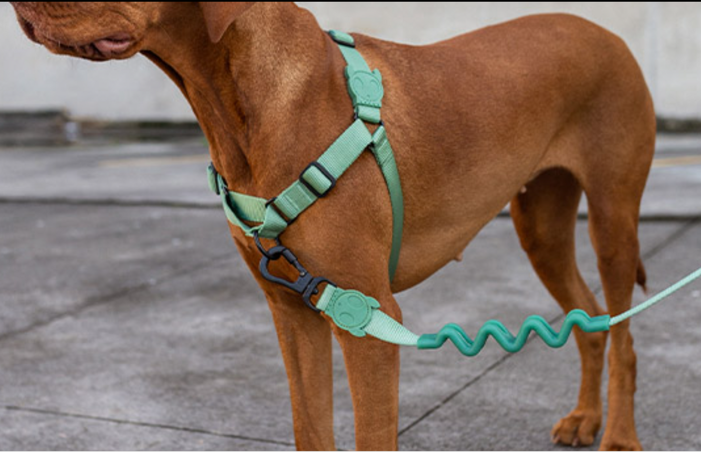 Zee.dog - Army Green Ruff Leash - Correa anti tirones