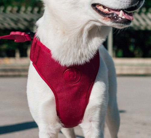 Zee.dog Bordeau Adjustable Air Mesh Plus Harness Burdeo