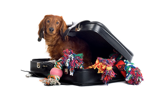 Cuerda con pelota S para perros