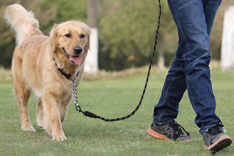 Correa para Perros mango esponja