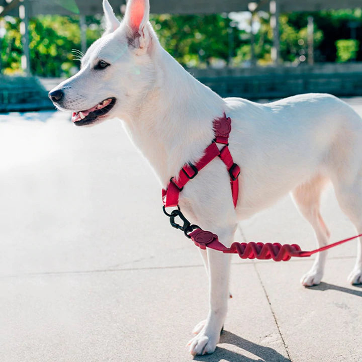 Zee.Dog Bordeau Soft-Walk Dog Harness