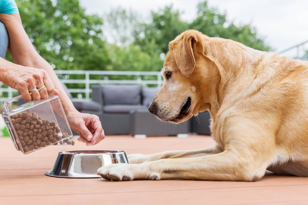 El Tamaño sí Importa: Claves en la Nutrición de los Perros Cachorros
