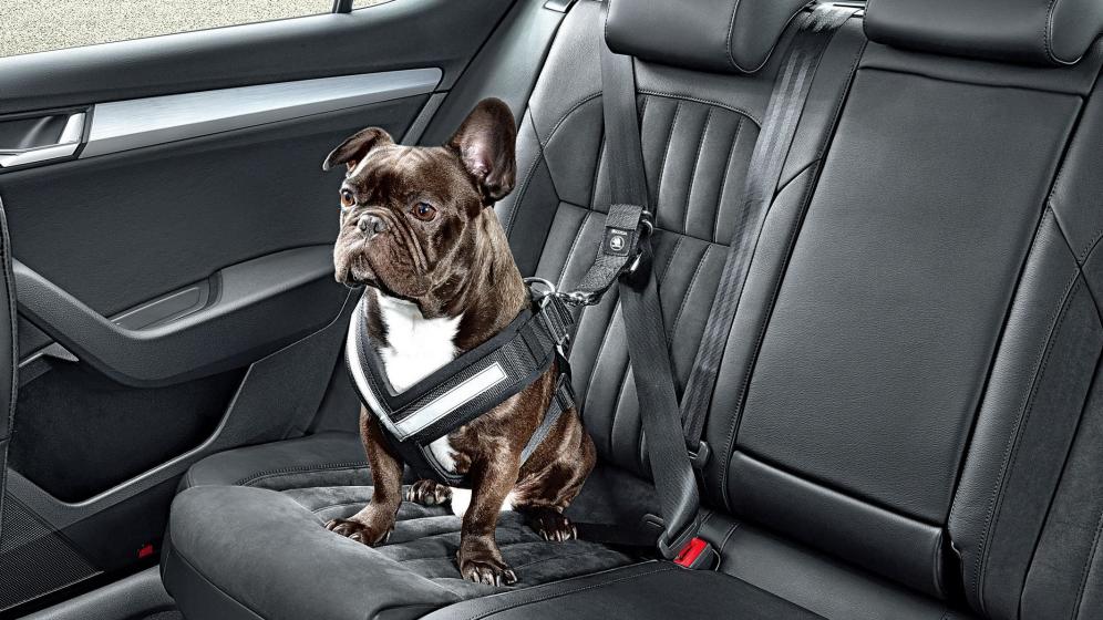 Lo que no Sabías sobre como Llevar a tu Perro en Automóvil