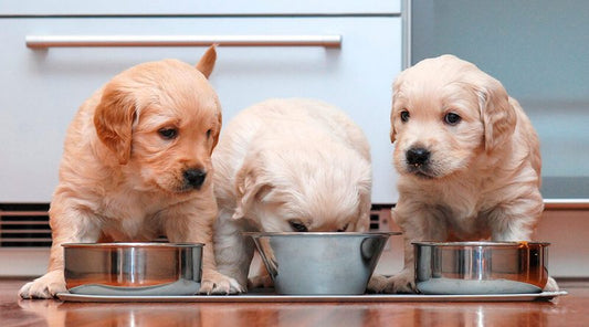 Cantidad de Comida para un Perro Cachorro.