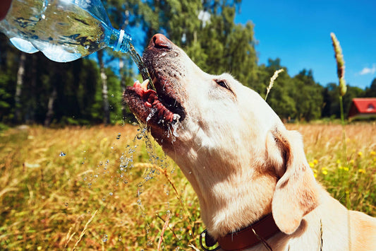 Los Cambios de Temperatura y los Perros