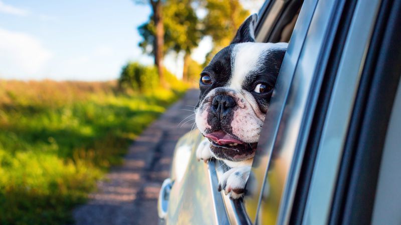 ¿Piensas Viajar con tu Perro? Consejos Aquí
