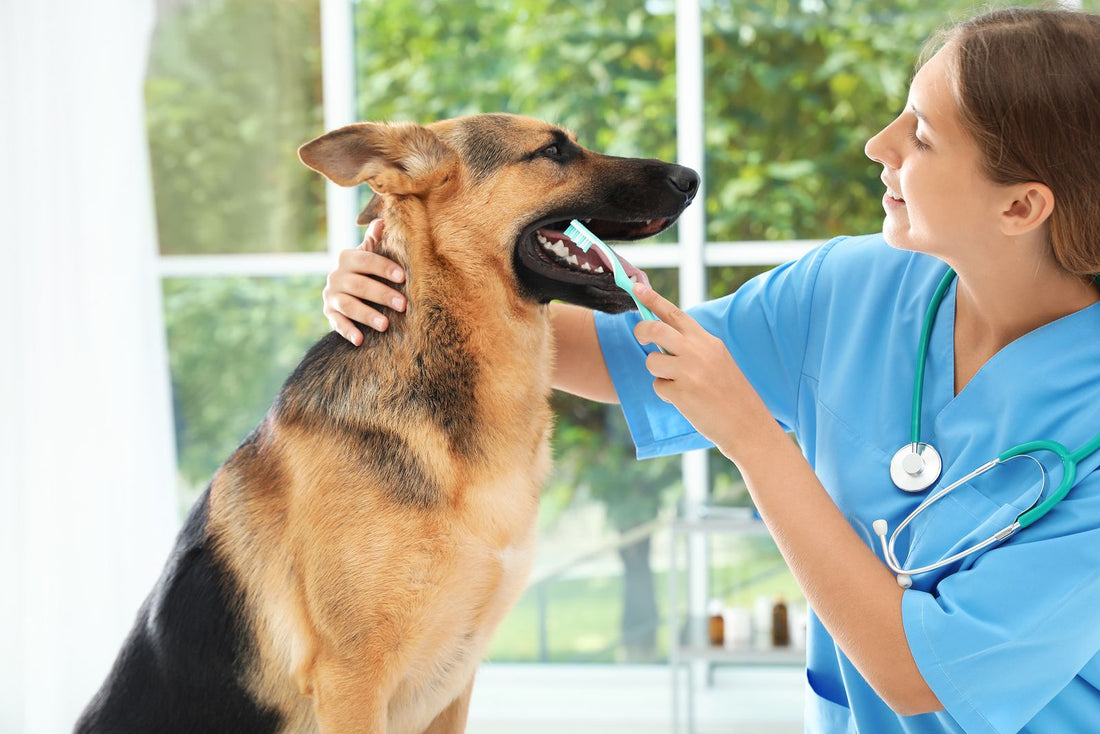 ¿Cómo Lavar los Dientes de mi Perro(a)?