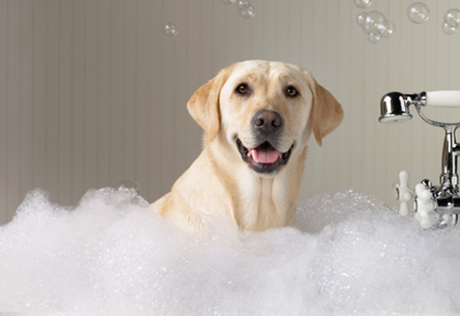 Tipos de Shampoo para Perros ¿Cuál Necesitas?