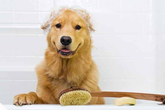 ¿Cómo Limpiar a tu Perro sin Mojarlo?