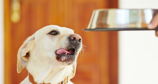 Controlar la Ansiedad de tu Perro al comer es Muy Importante