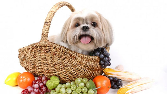 Tipos de Snacks Saludables que Puedes dar a tus Perros